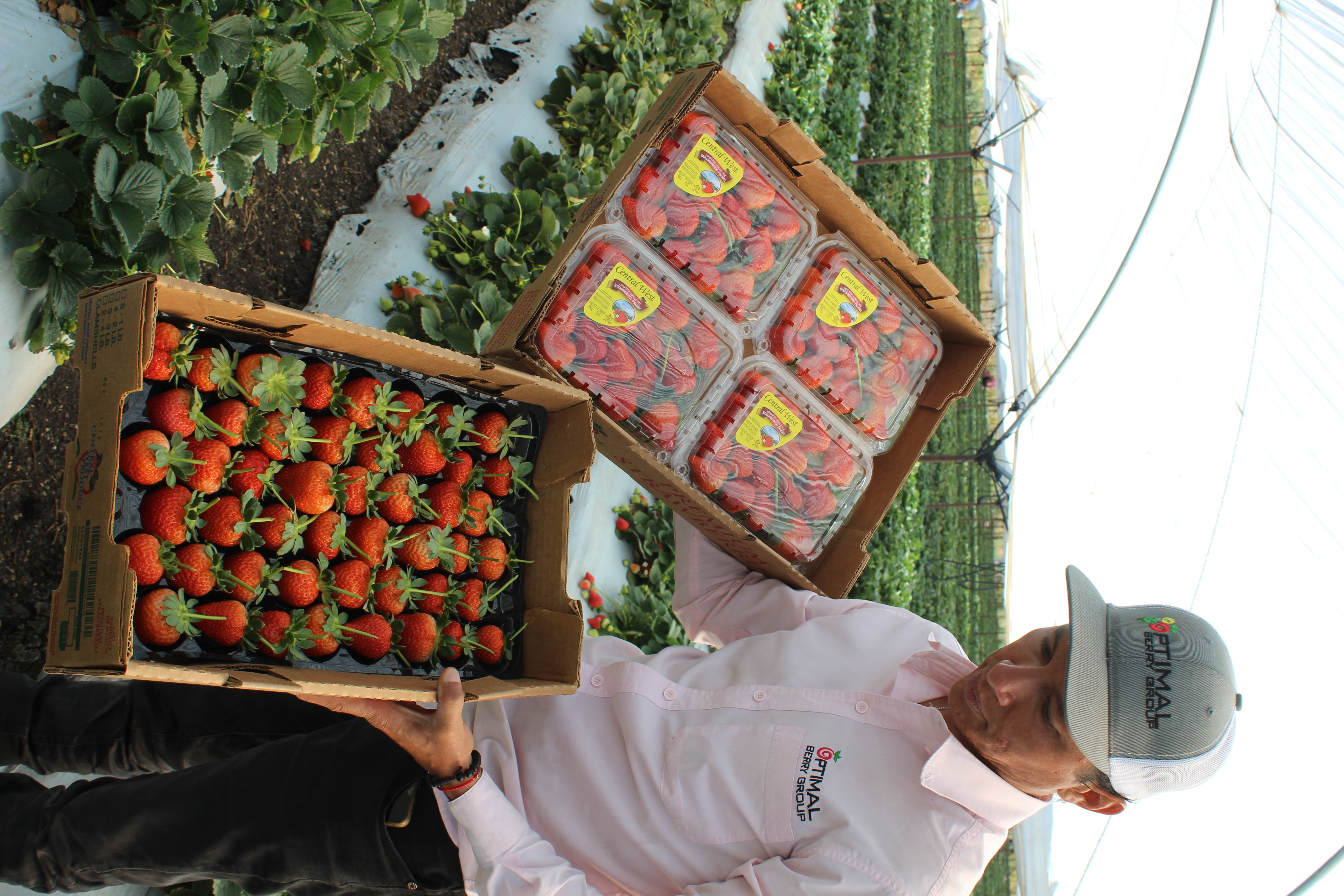 Campo de Fresas